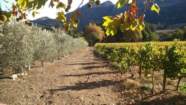 Olive And Vine Farm Cottage Franschhoek Dış mekan fotoğraf